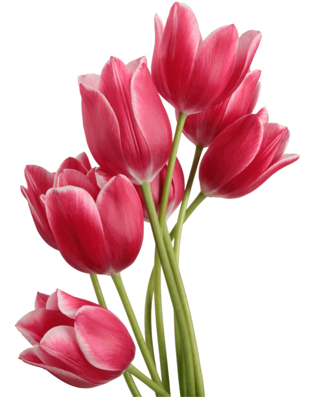 pink tulip \