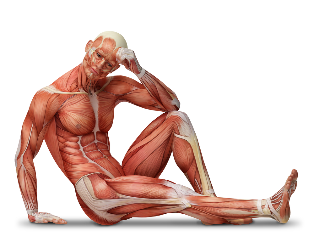 muscular-system